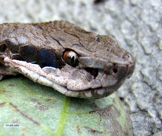 Vipera kaznakovi