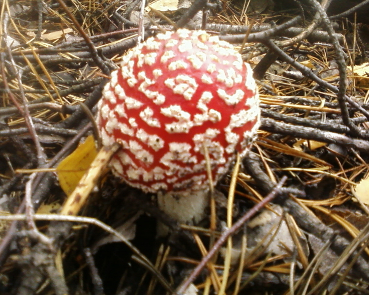 mosca agarica2