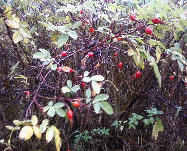 rosa canina1