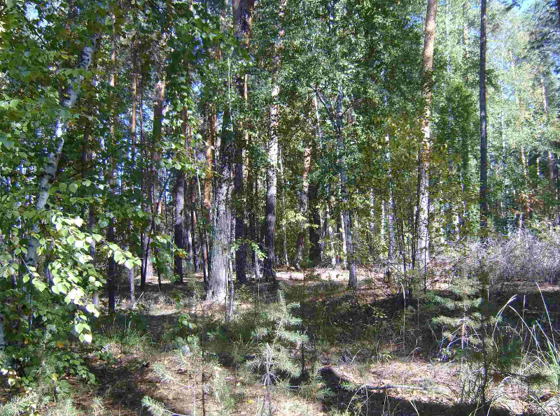 лес1