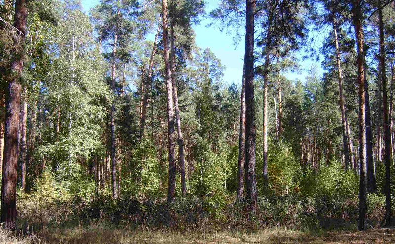 лес2